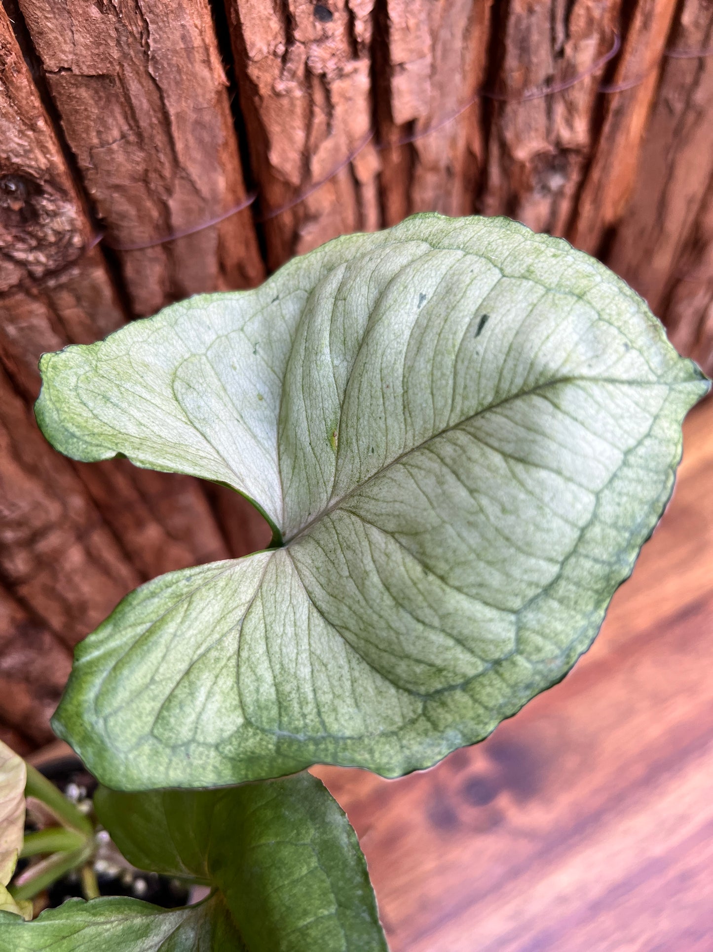 Syngonium Roxana C36