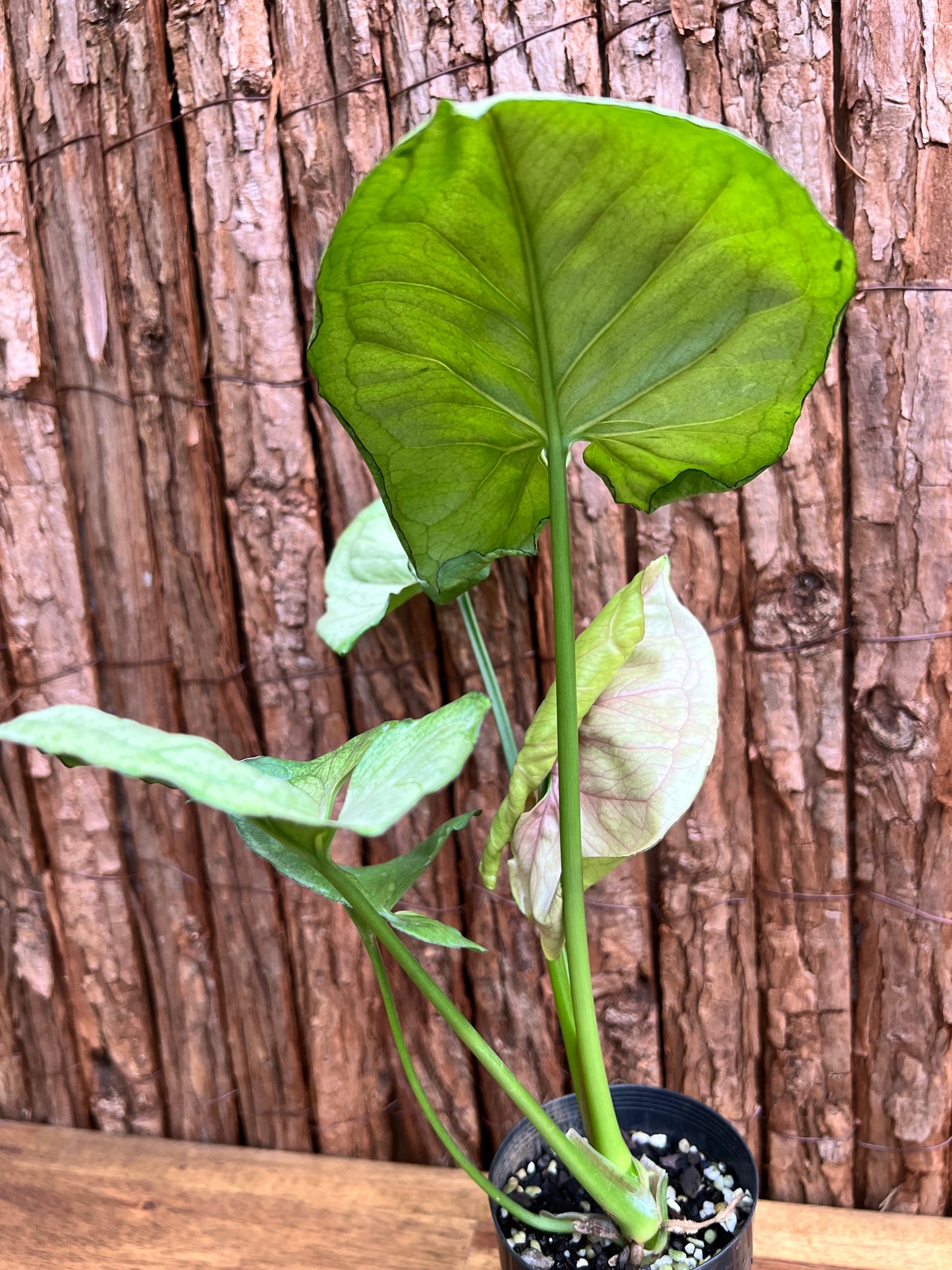 Syngonium Roxana C36