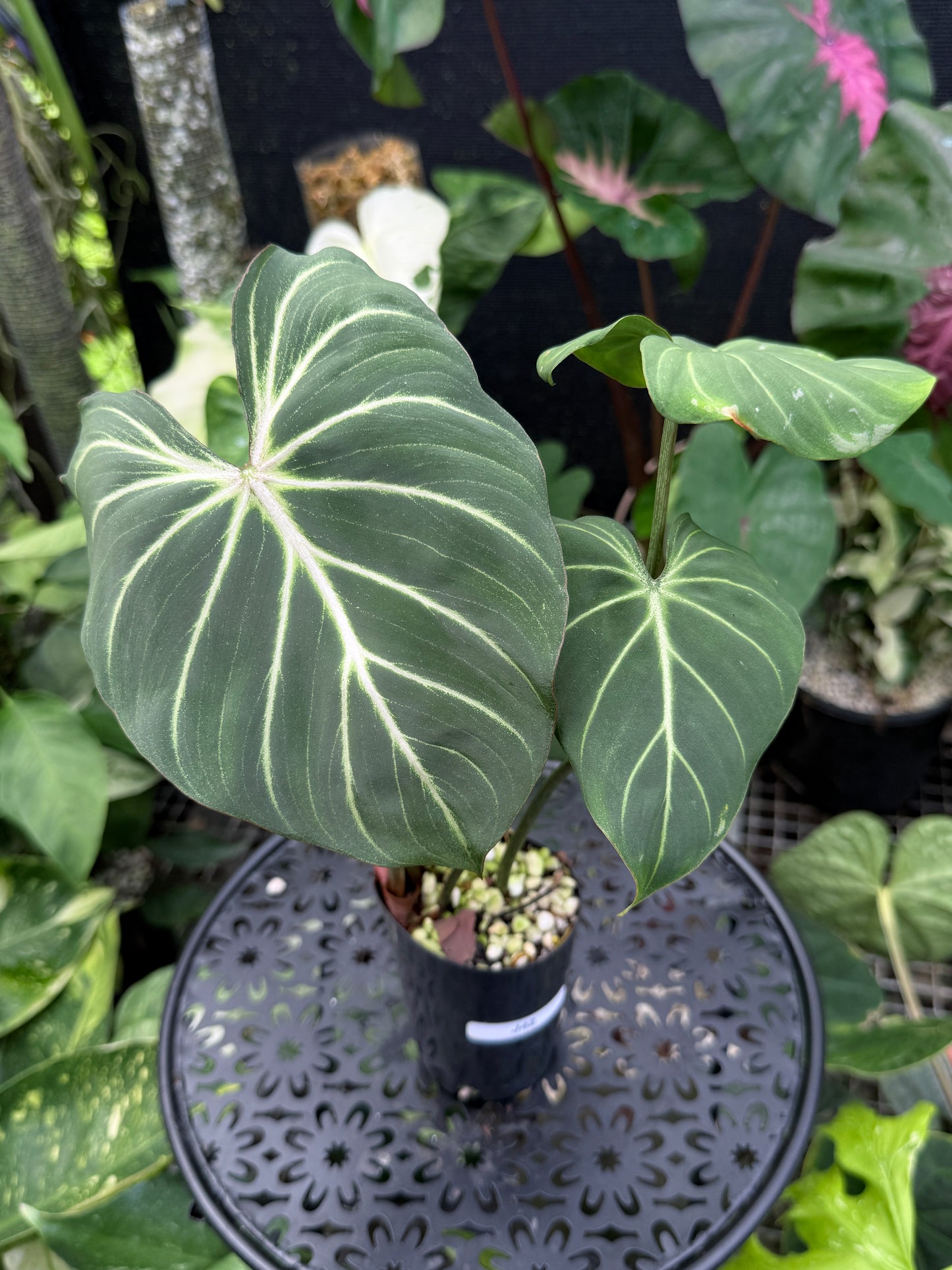 Philodendron Gloriosum Hybrid J42