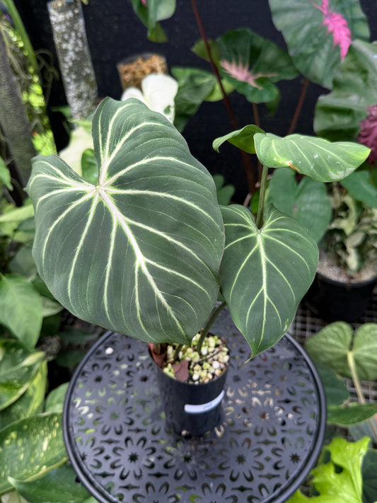Philodendron Gloriosum Hybrid J42