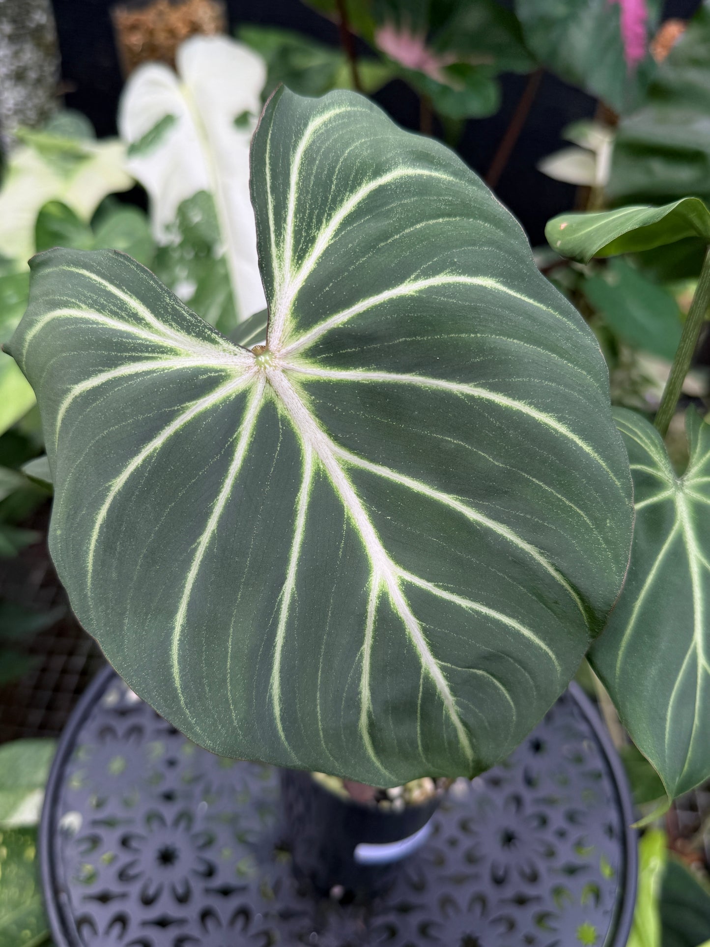 Philodendron Gloriosum Hybrid J42