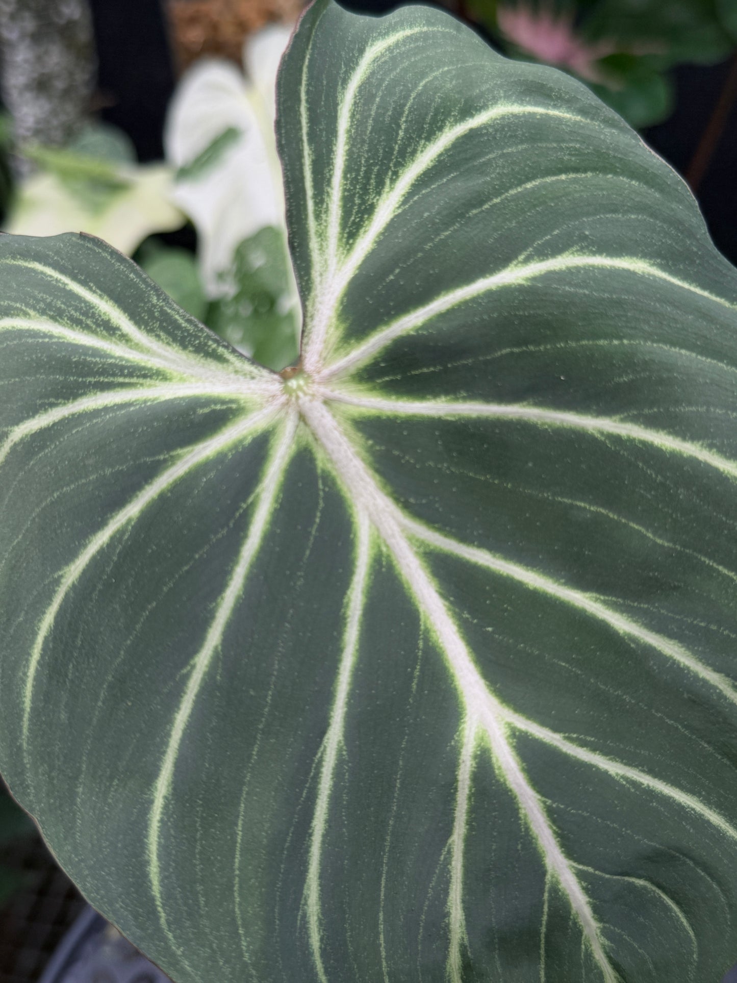 Philodendron Gloriosum Hybrid J42