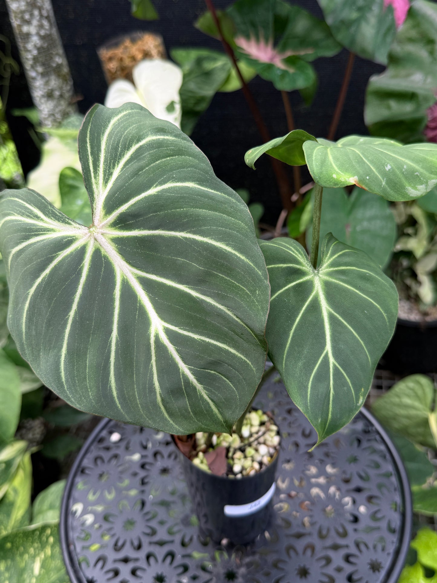 Philodendron Gloriosum Hybrid J42