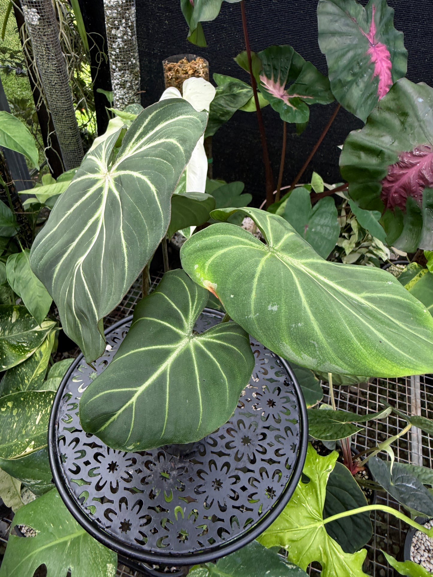 Philodendron Gloriosum Hybrid J42