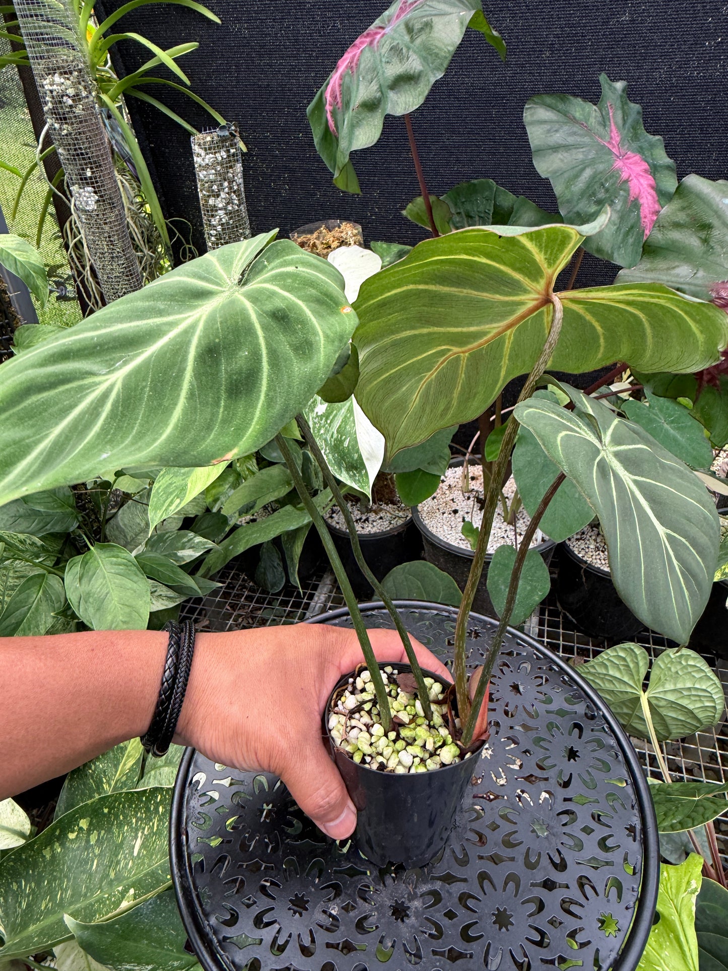 Philodendron Gloriosum Hybrid J42