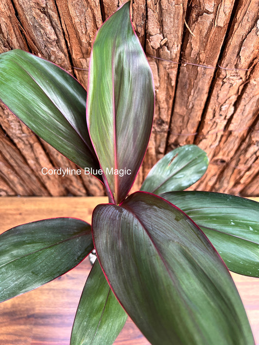 Cordyline Blue Magic C38