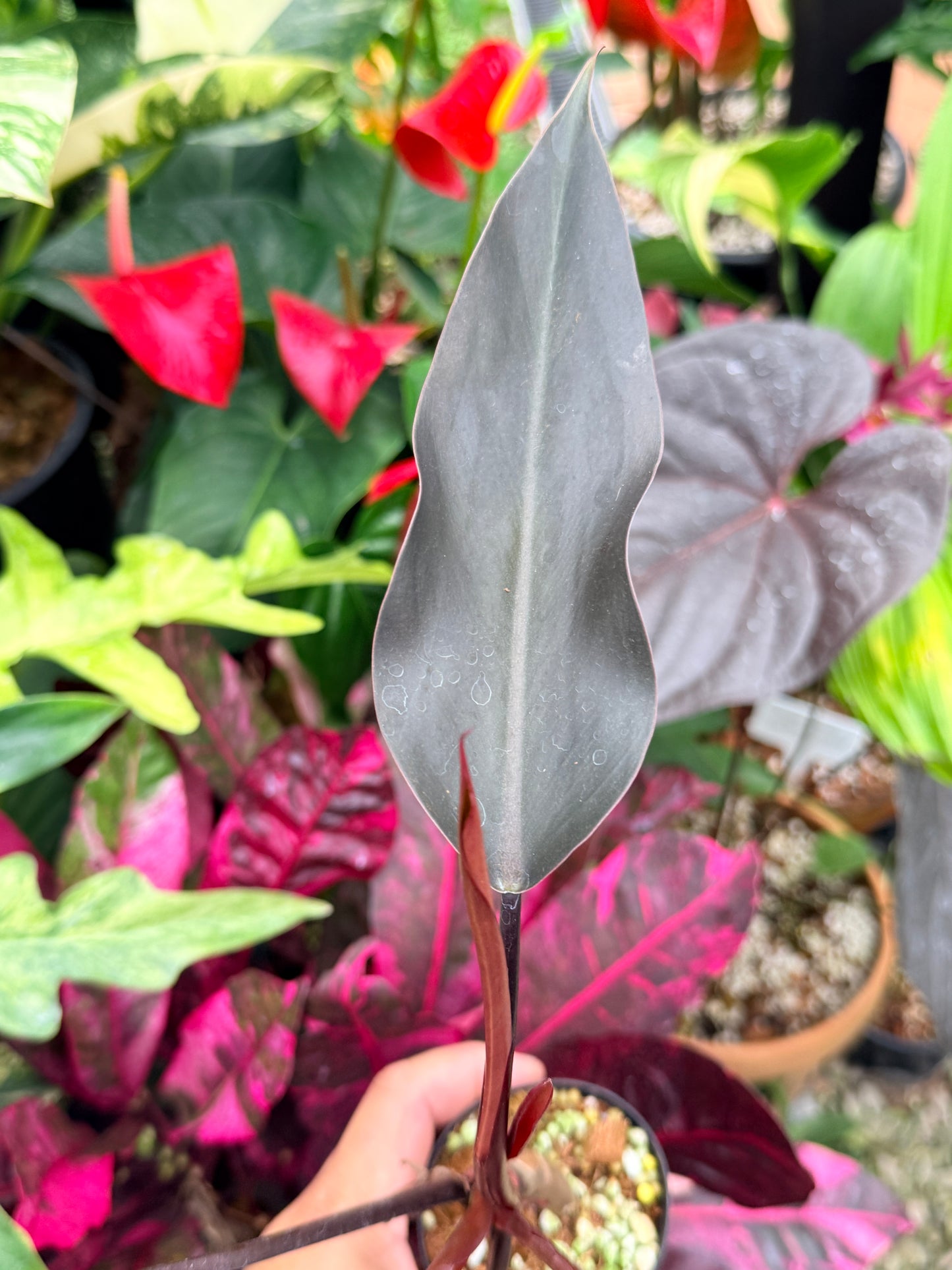 Philodendron 'Black Knight' Q2