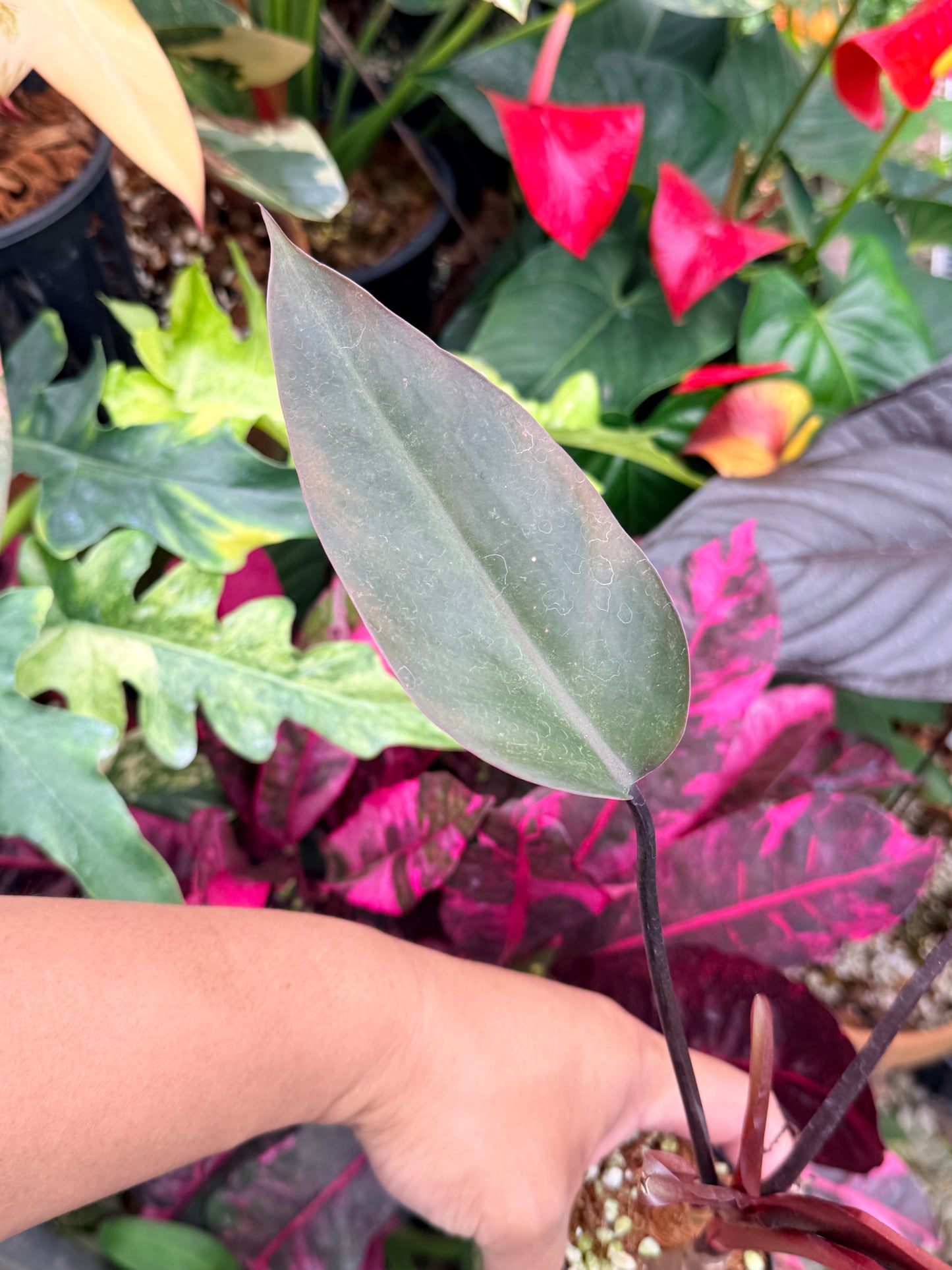 Philodendron 'Black Knight' Q2