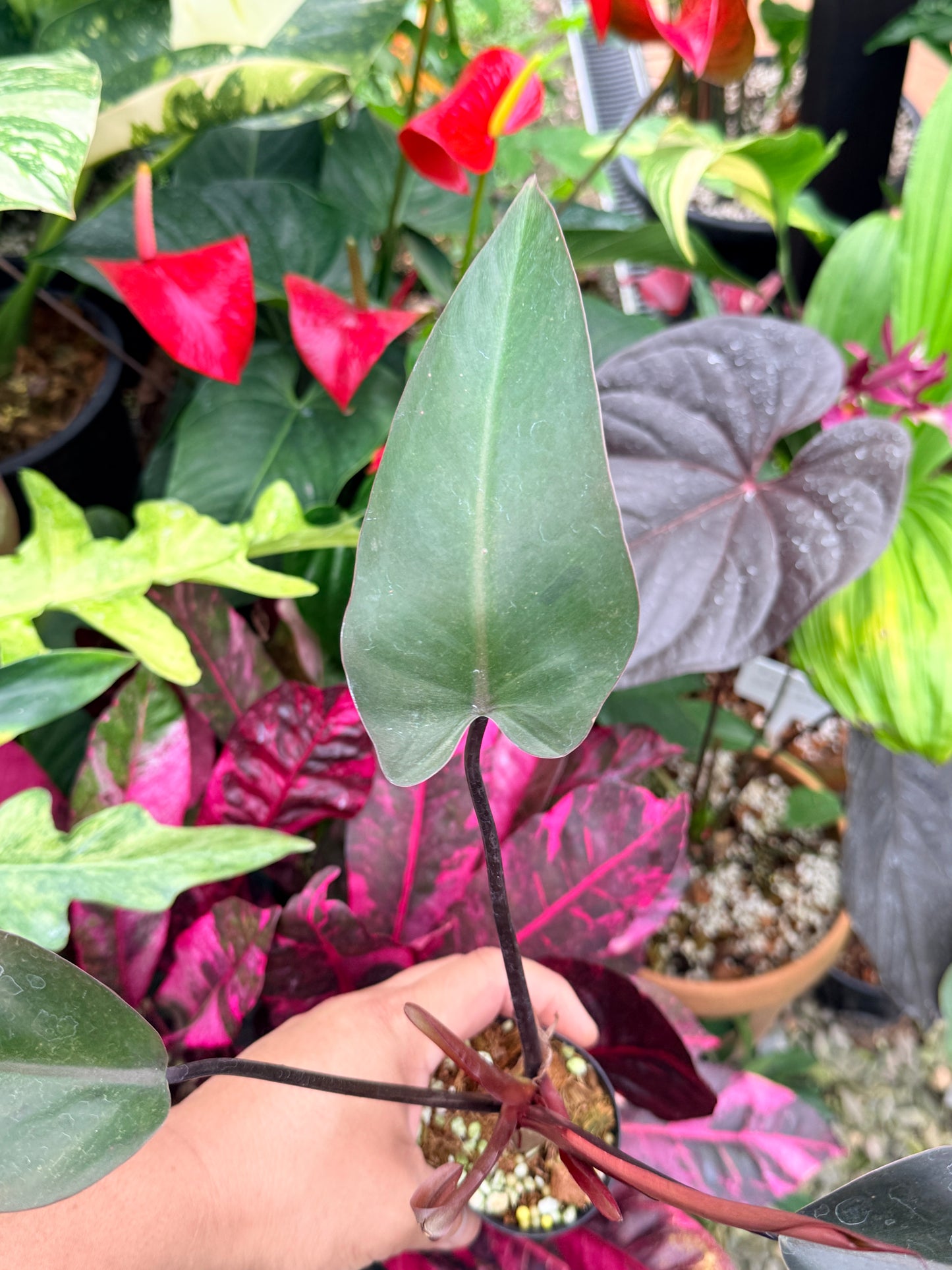 Philodendron 'Black Knight' Q2