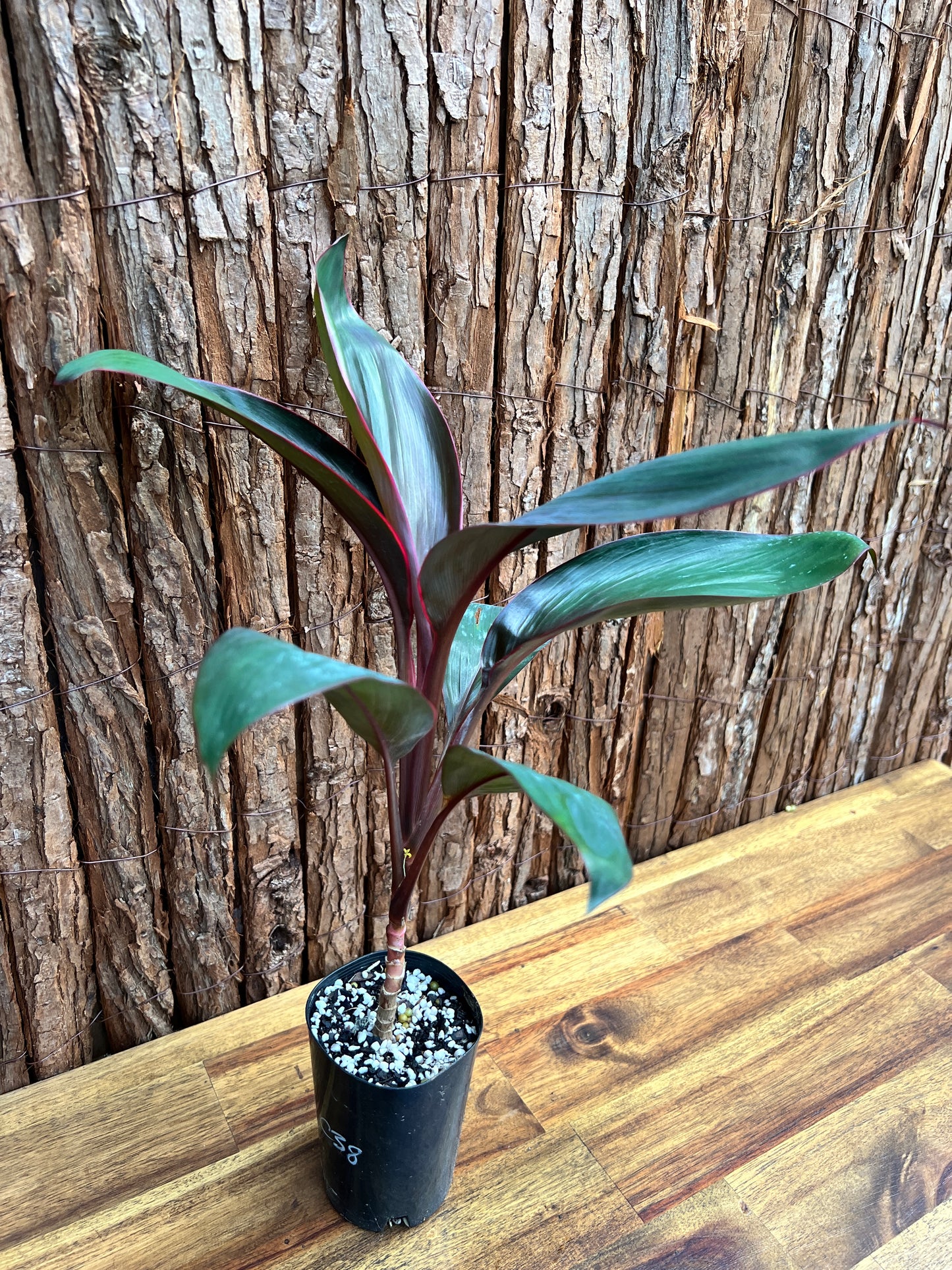 Cordyline Blue Magic C38