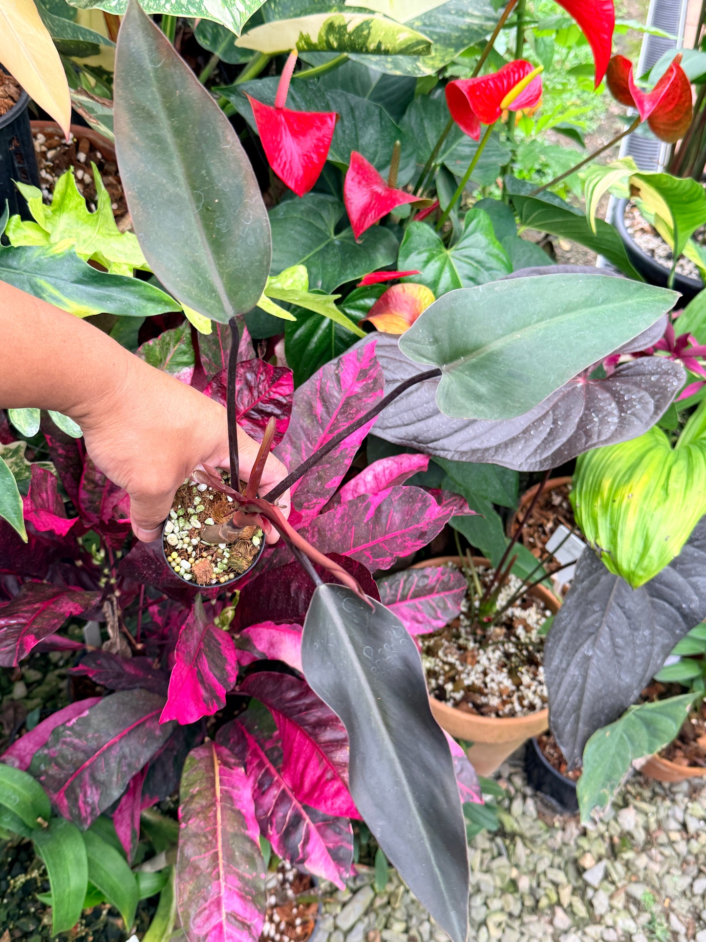 Philodendron 'Black Knight' Q2