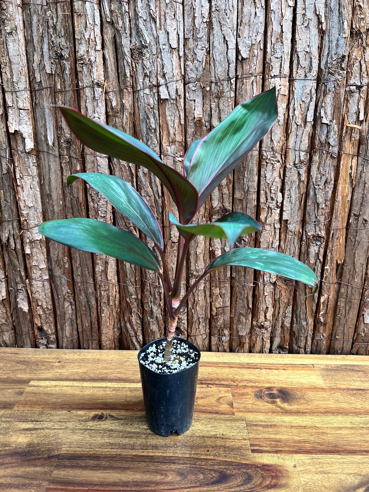 Cordyline Blue Magic C38