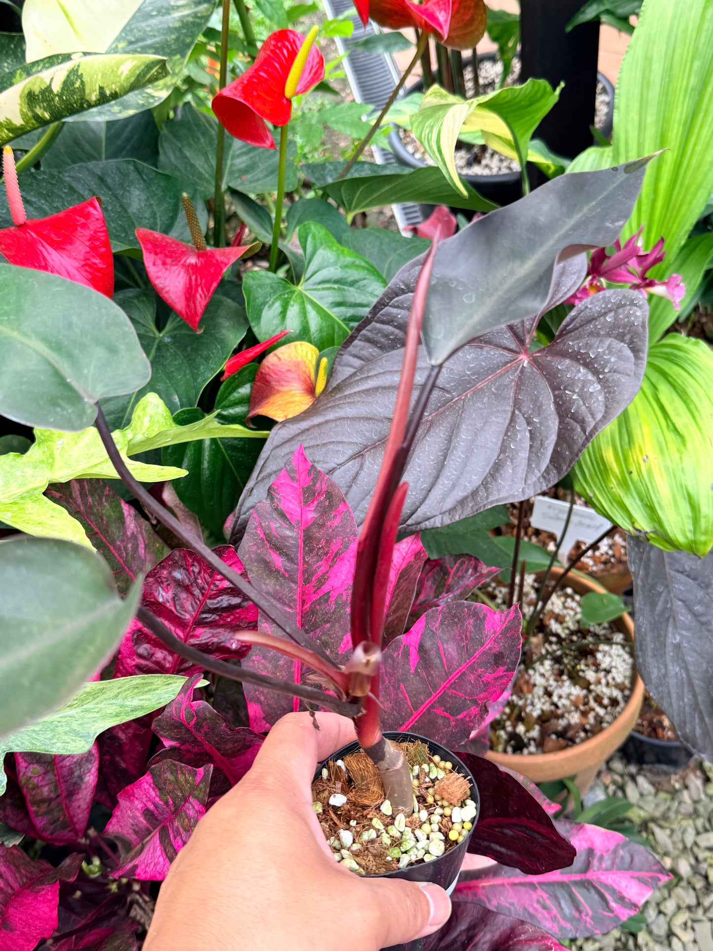 Philodendron 'Black Knight' Q2