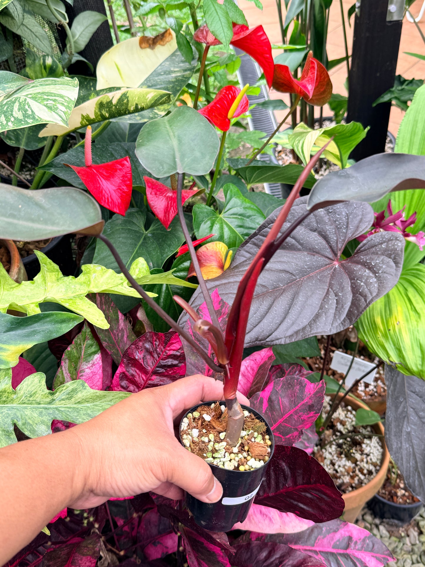 Philodendron 'Black Knight' Q2
