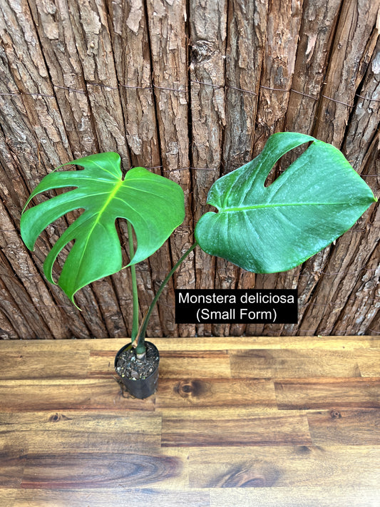 Monstera deliciosa (Small Form) C39