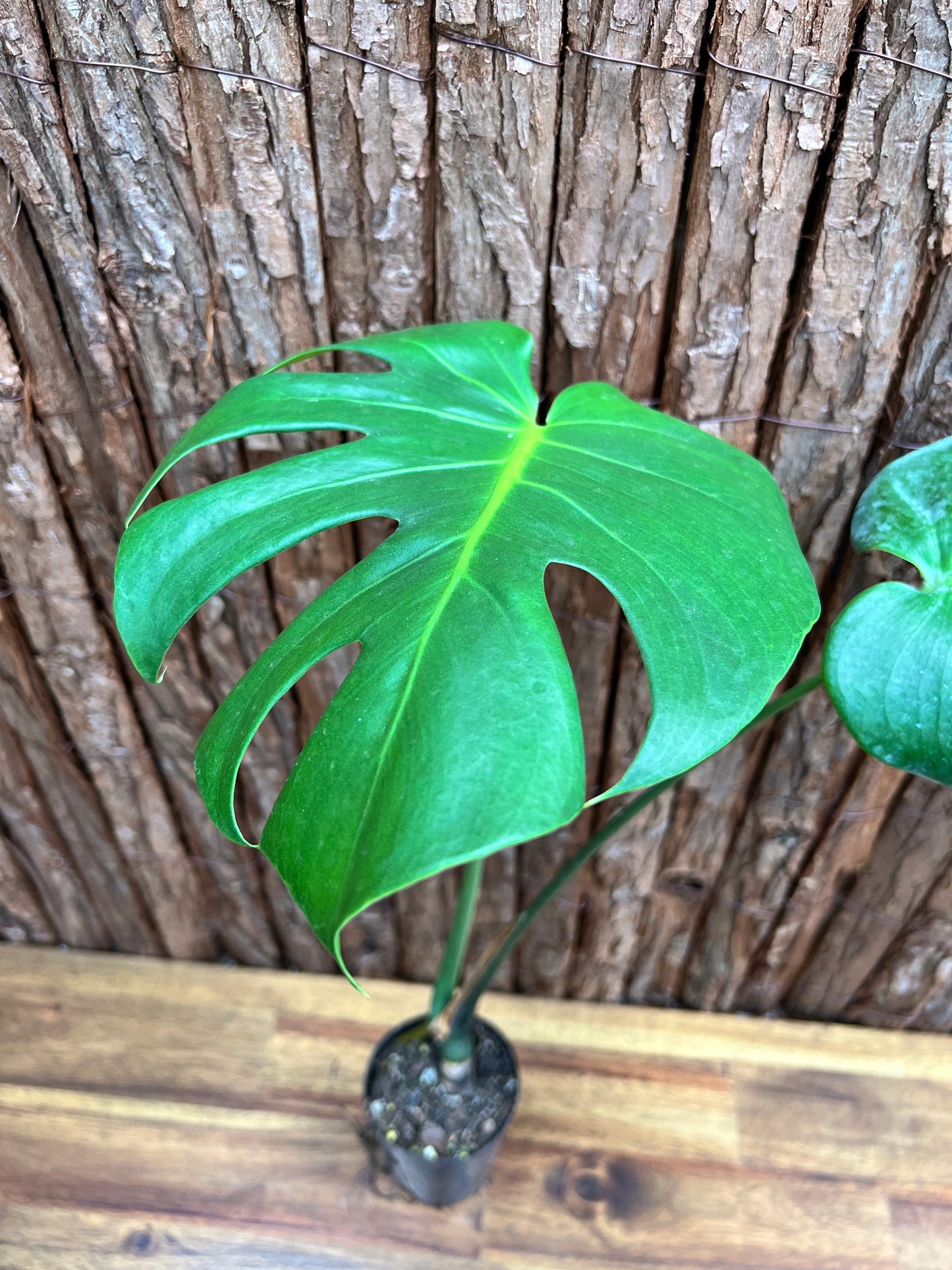 Monstera deliciosa (Small Form) C39