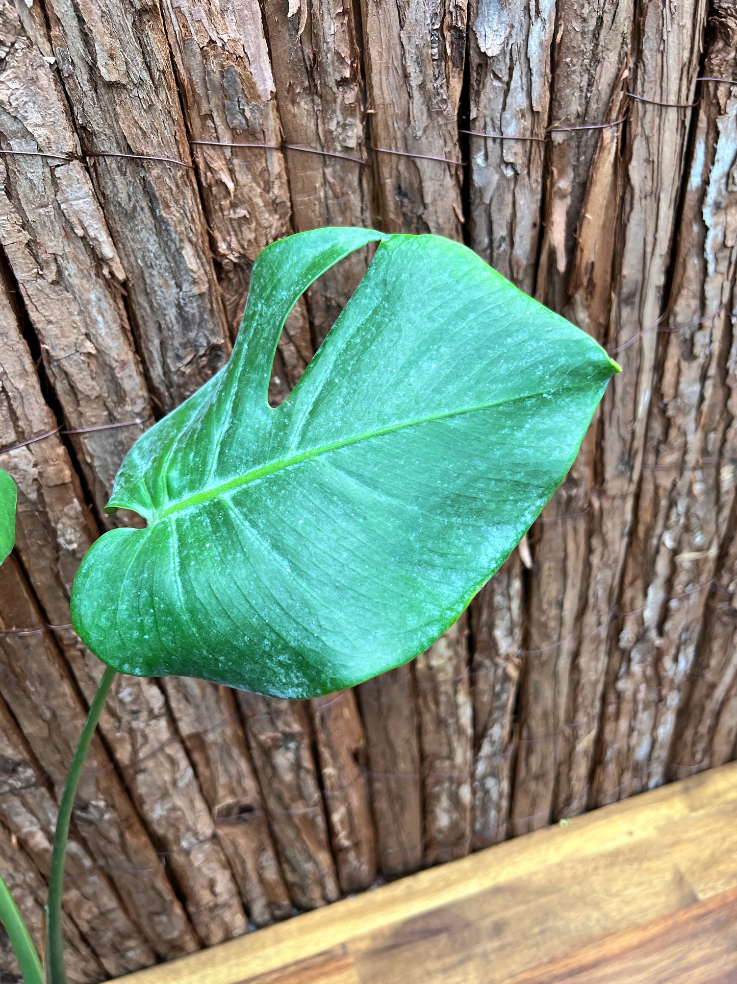 Monstera deliciosa (Small Form) C39