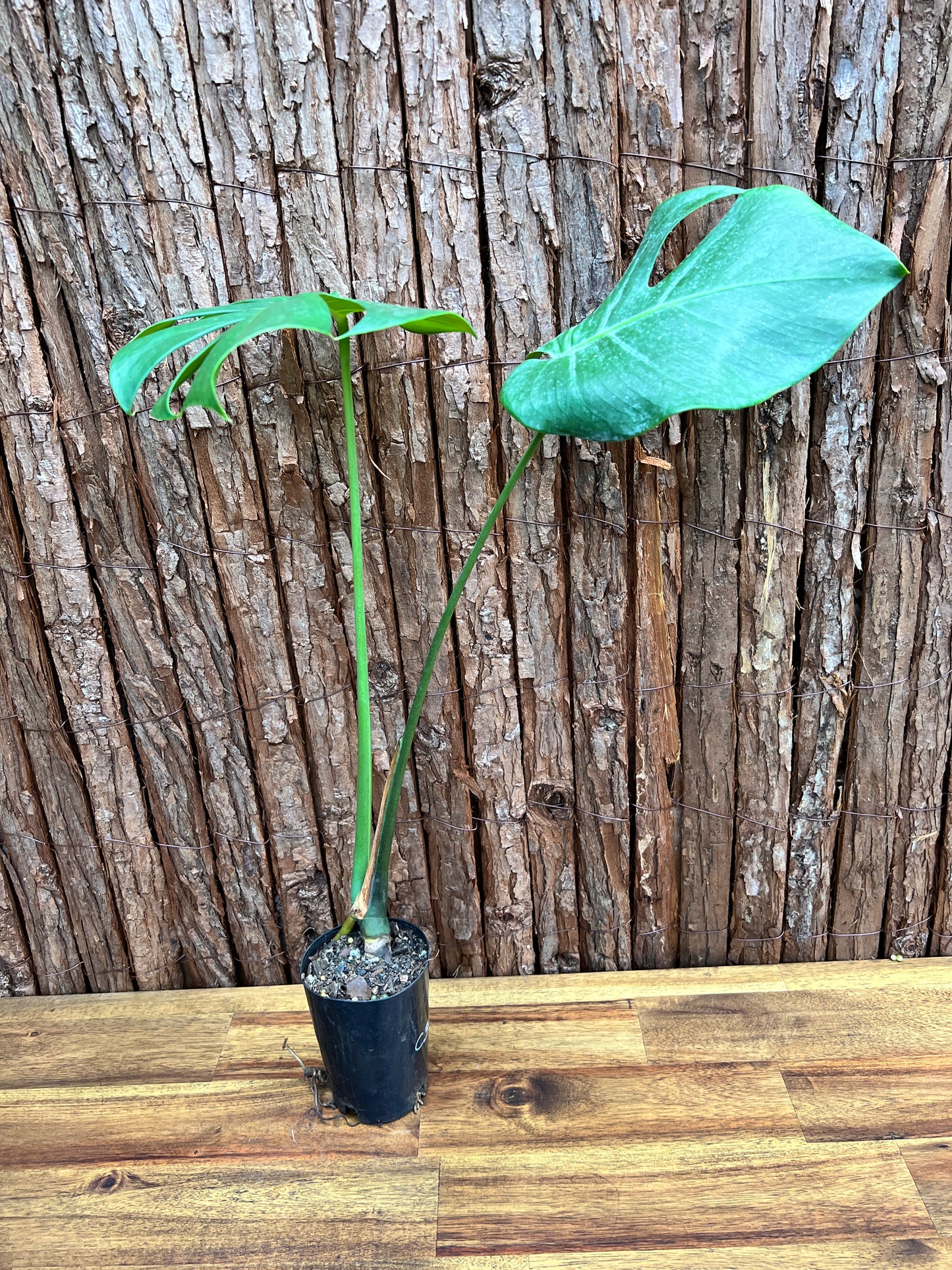 Monstera deliciosa (Small Form) C39