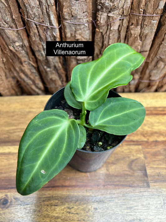 Anthurium Villenaorum C40