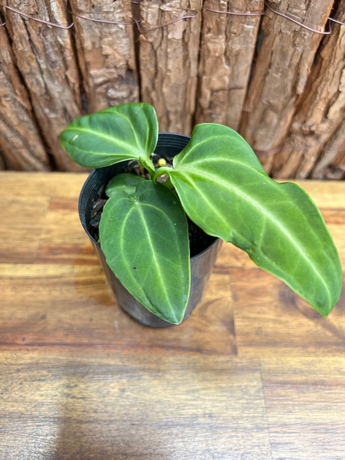 Anthurium Villenaorum C40