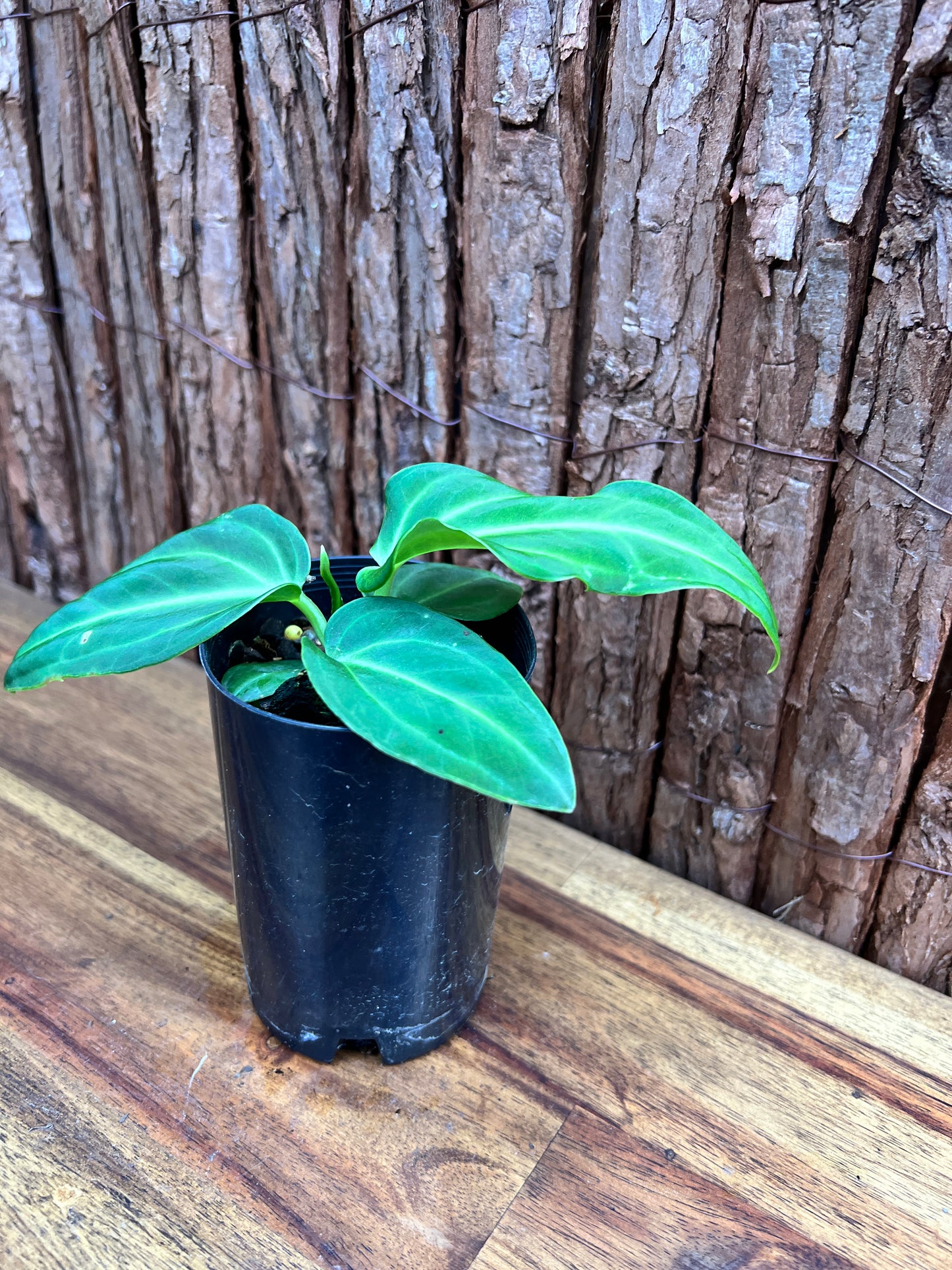 Anthurium Villenaorum C40