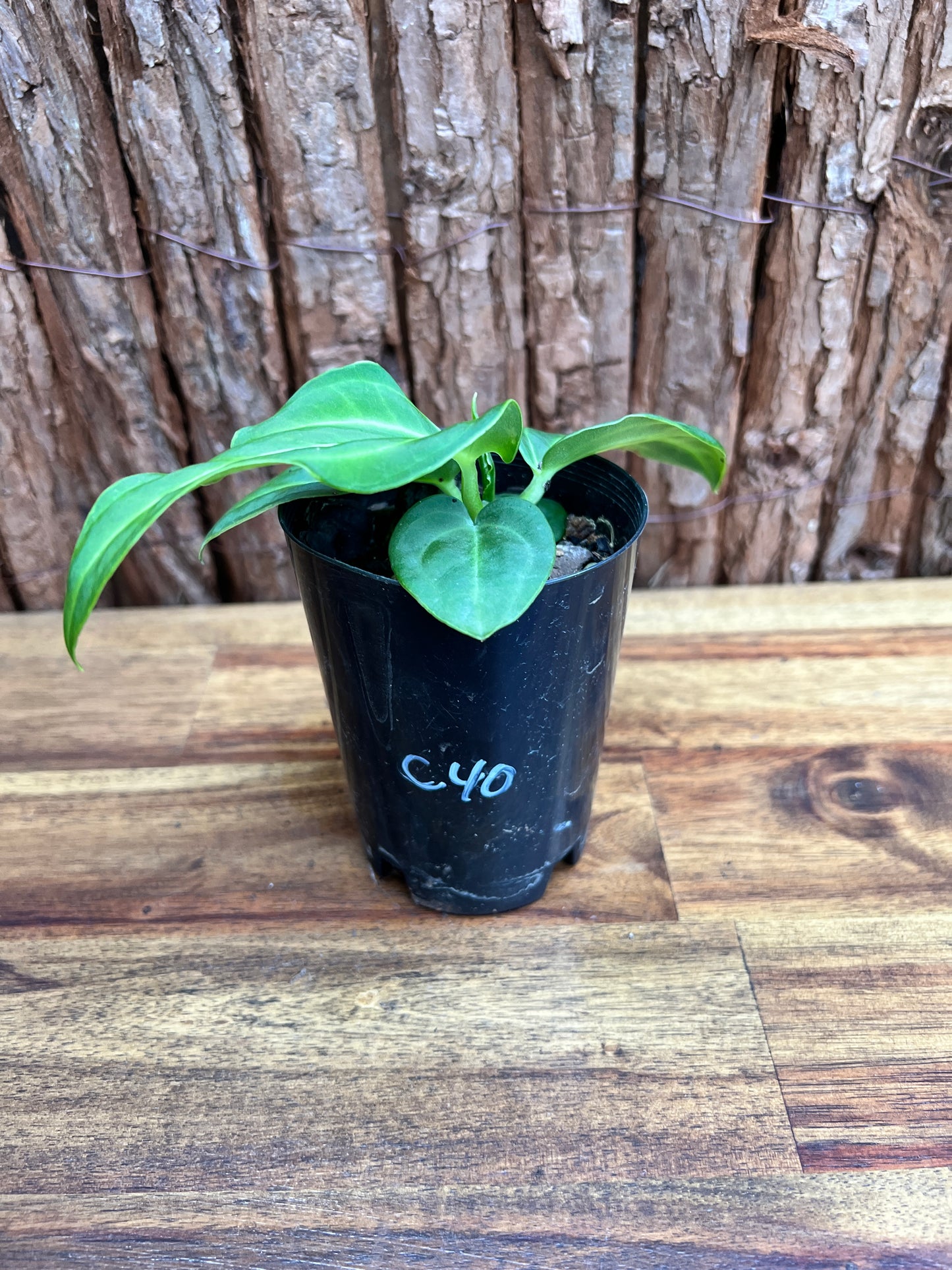 Anthurium Villenaorum C40