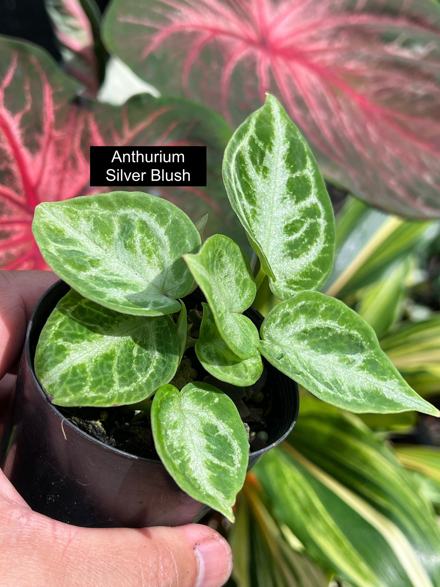 Anthurium Silver Blush - Double Headed C41