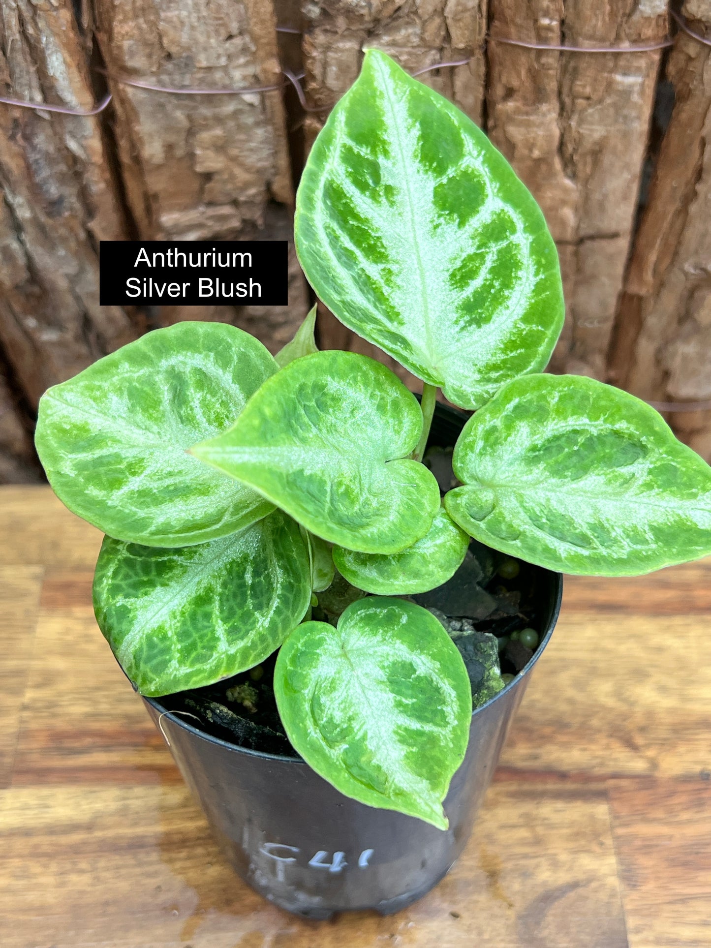 Anthurium Silver Blush - Double Headed C41