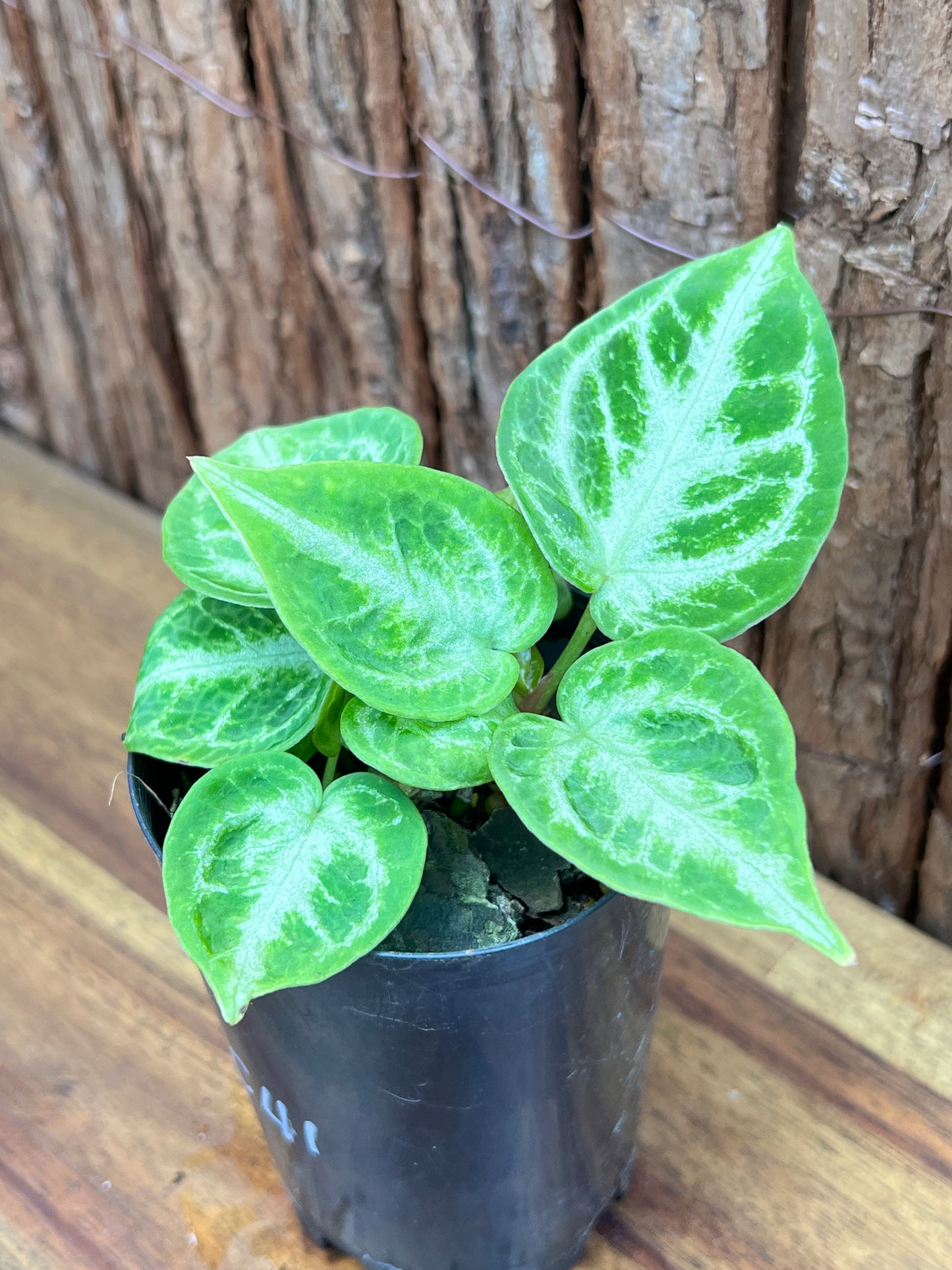 Anthurium Silver Blush - Double Headed C41