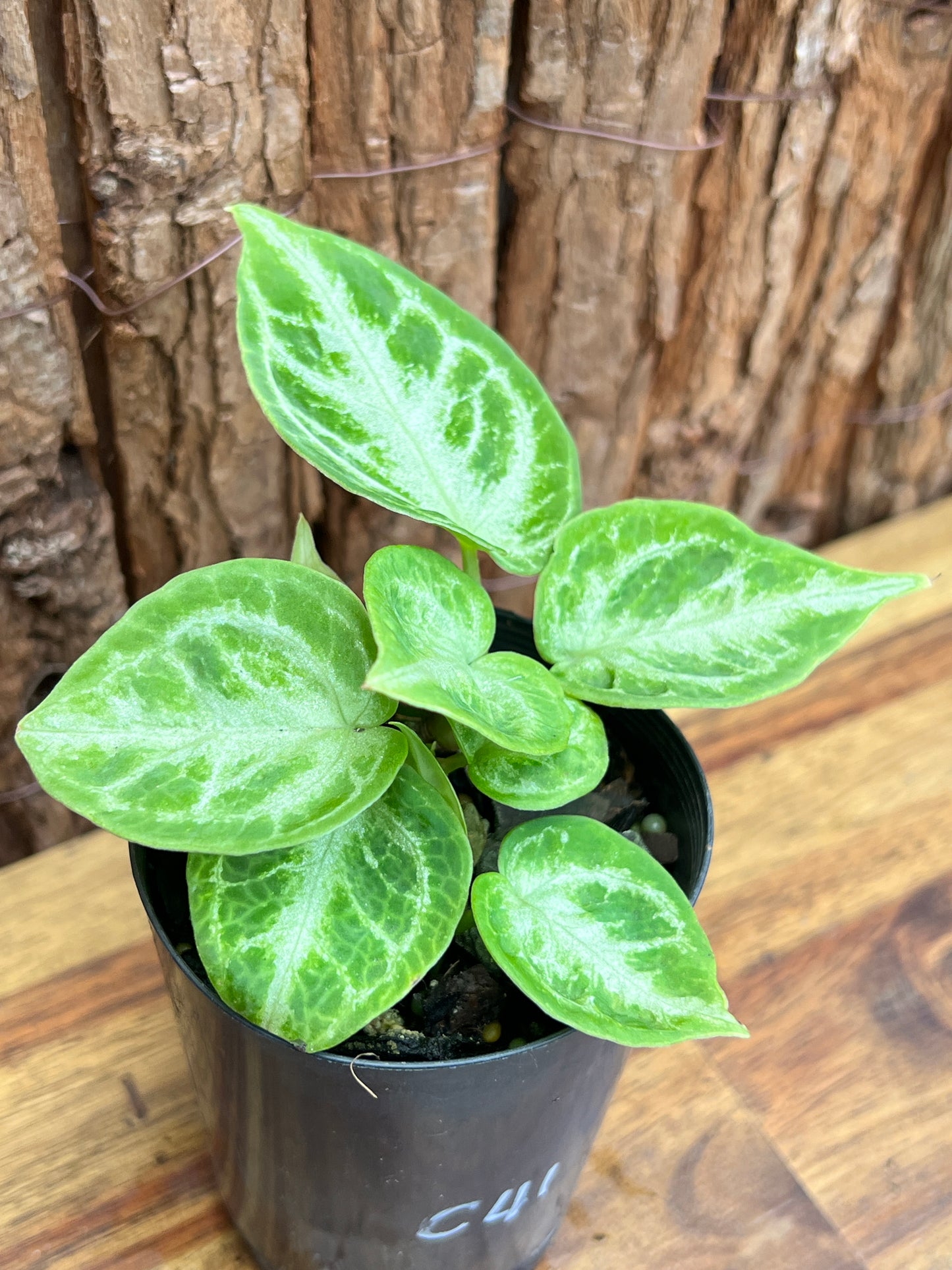 Anthurium Silver Blush - Double Headed C41