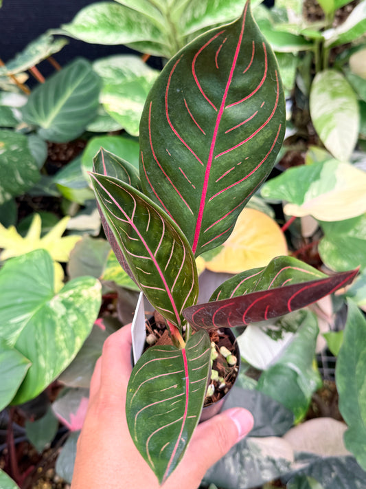 Aglaonema 'Pride of Sumatra' Q4