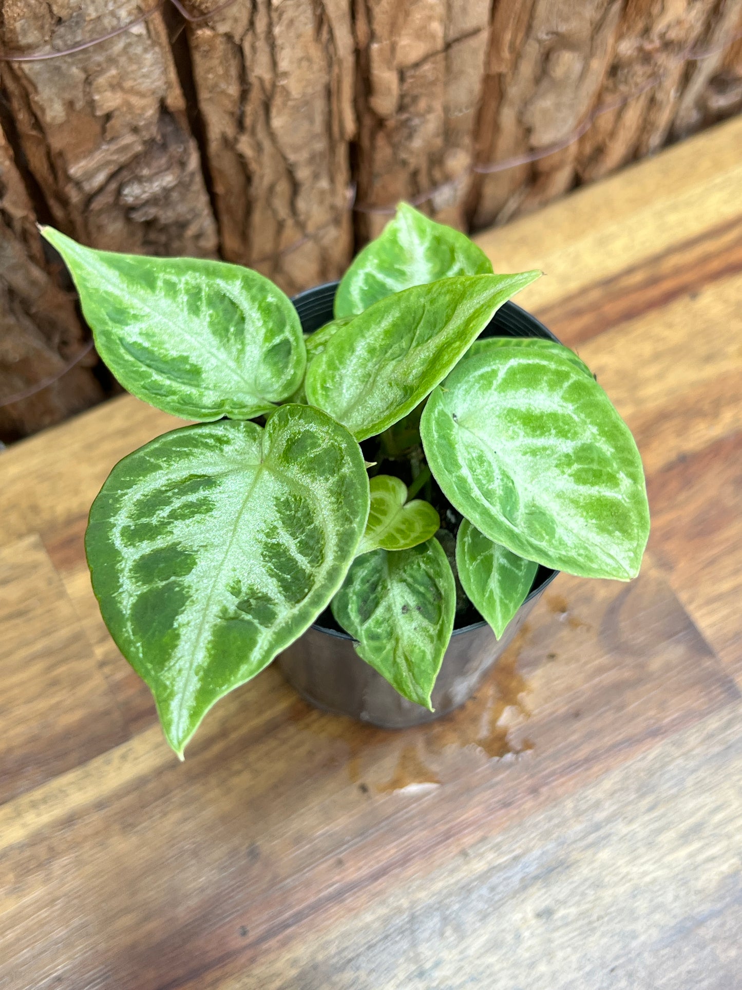 Anthurium Silver Blush - Double Headed C41