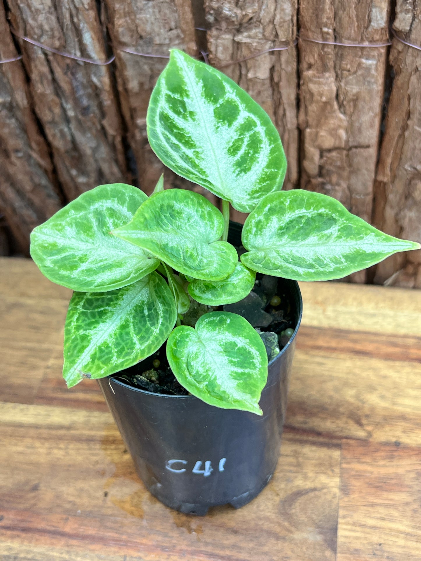 Anthurium Silver Blush - Double Headed C41