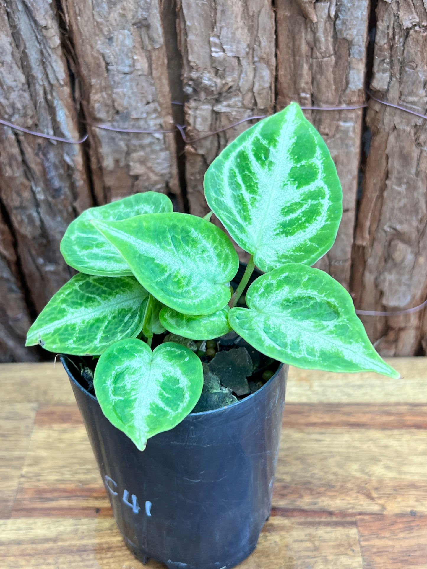 Anthurium Silver Blush - Double Headed C41