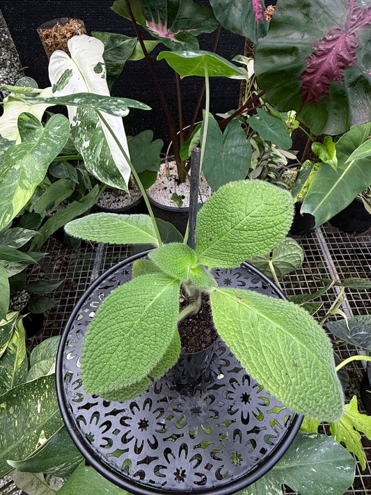 Episcia fimbriata 'Blue Heaven' and Alocasia 'Frydek' J47