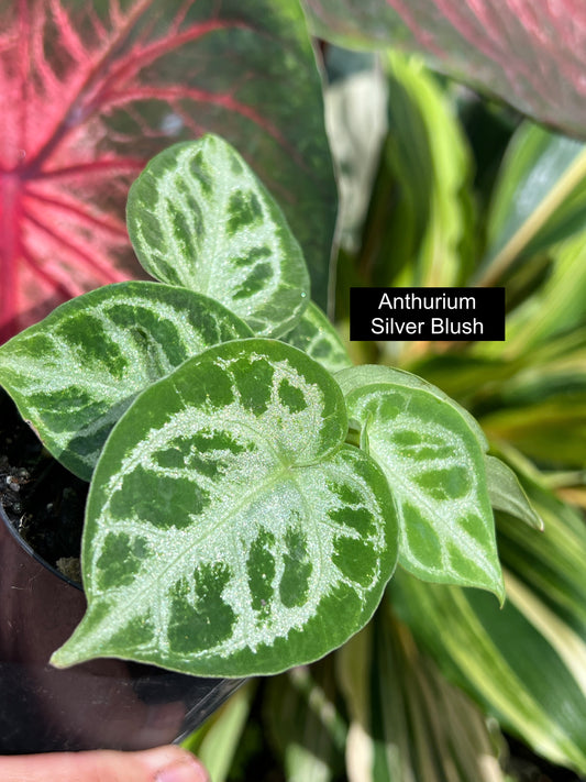 Anthurium Silver Blush - Double Headed C42