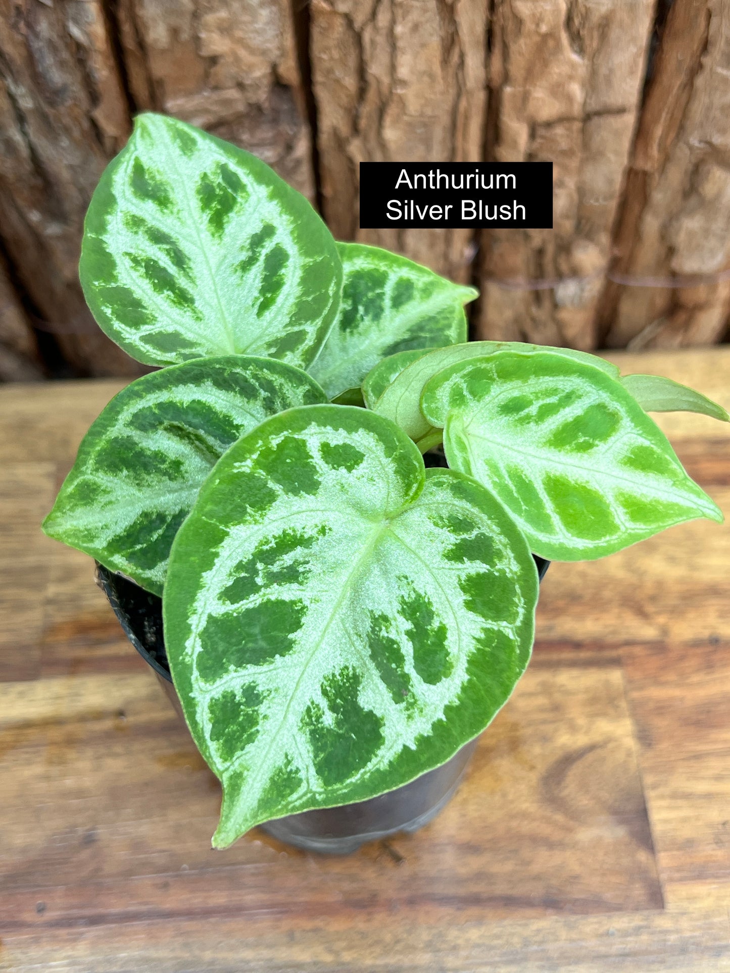 Anthurium Silver Blush - Double Headed C42