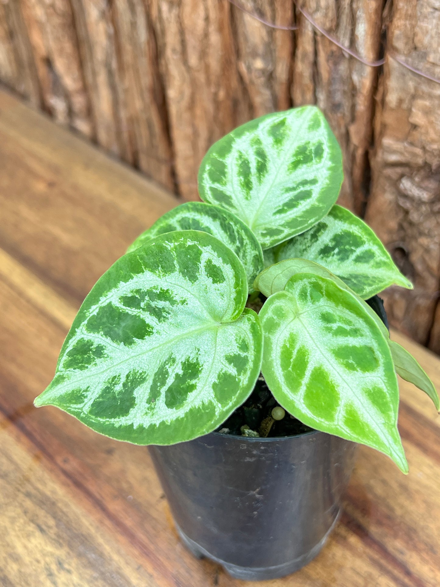 Anthurium Silver Blush - Double Headed C42