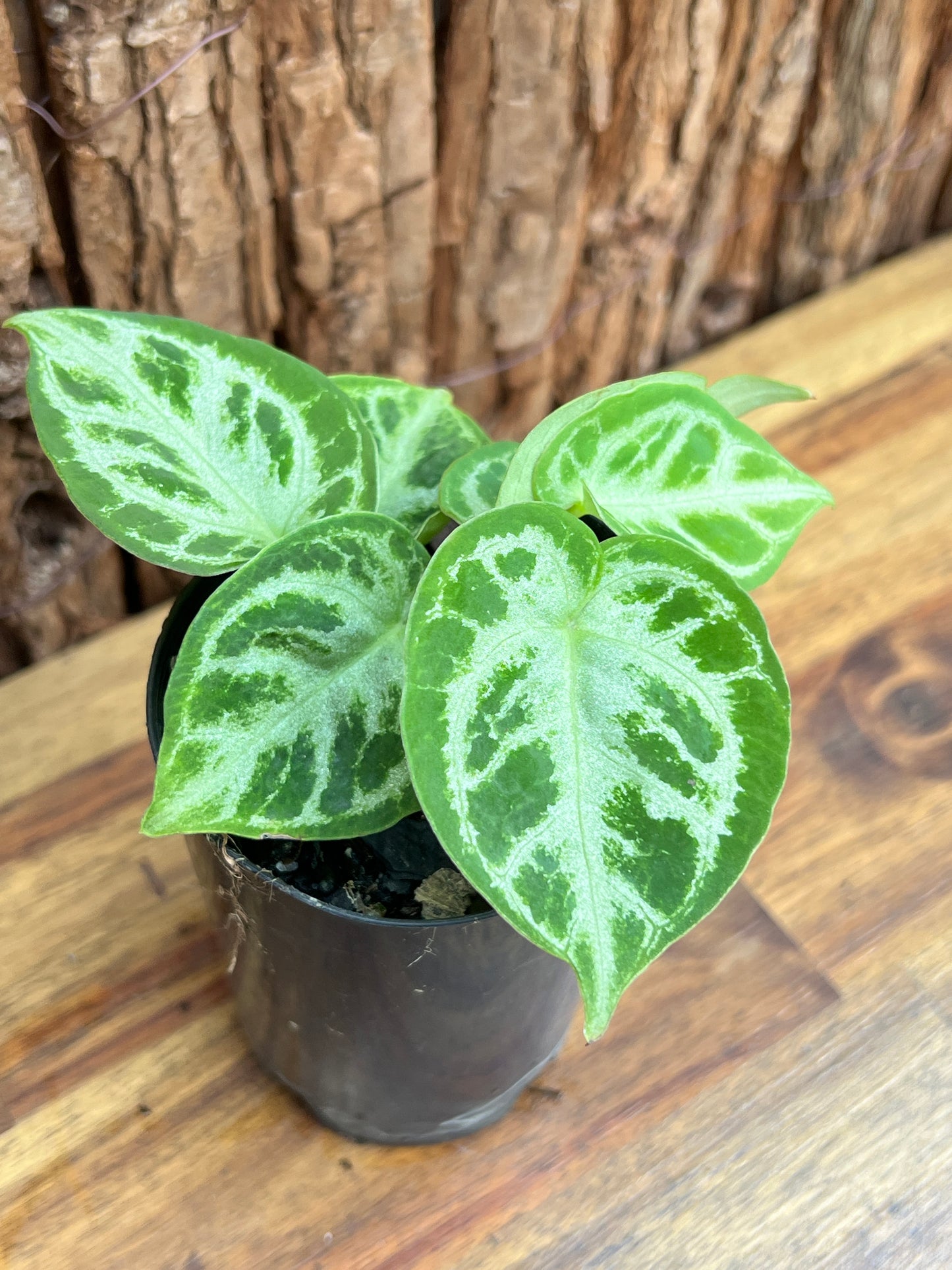 Anthurium Silver Blush - Double Headed C42