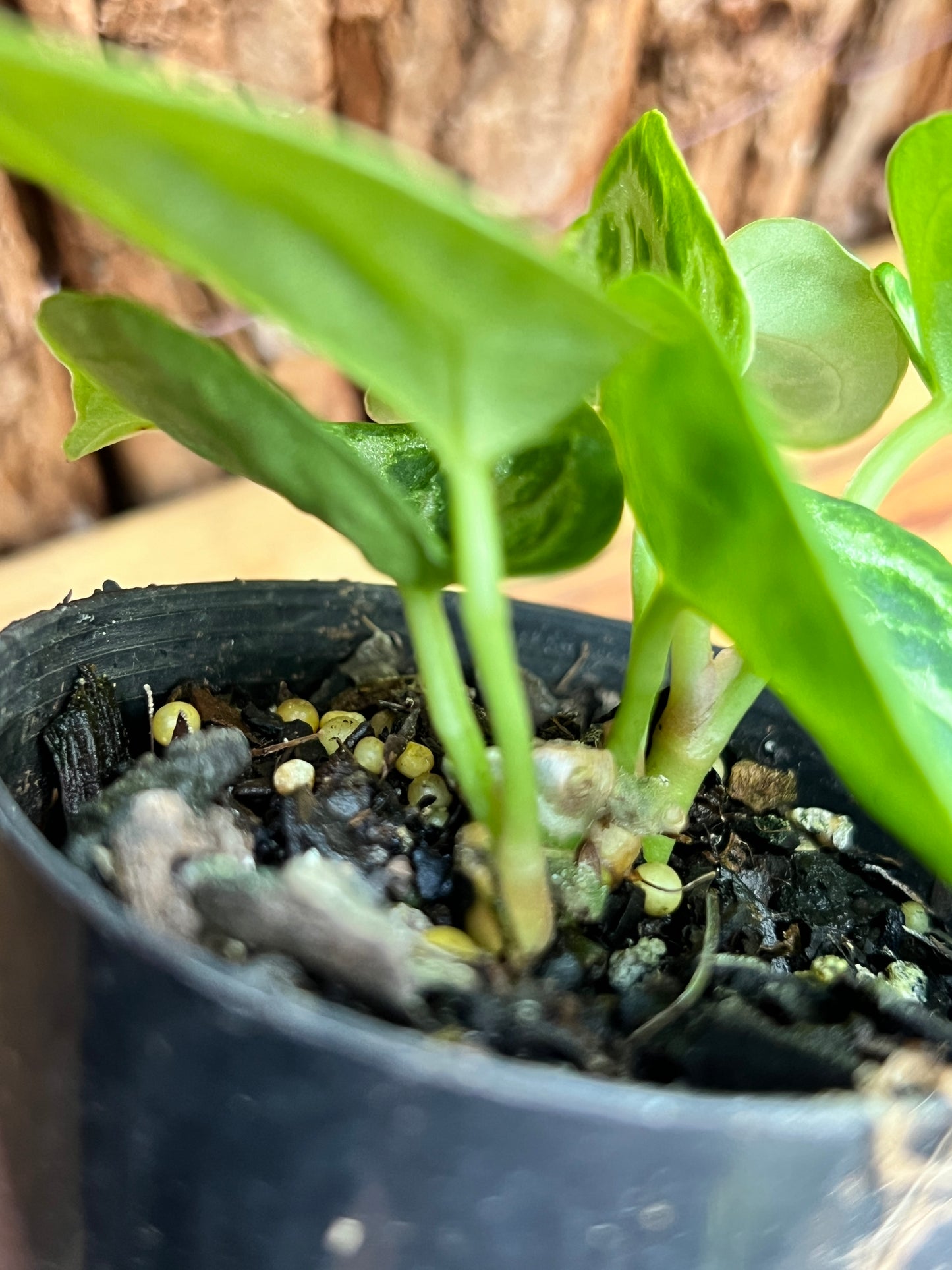 Anthurium Silver Blush - Double Headed C42