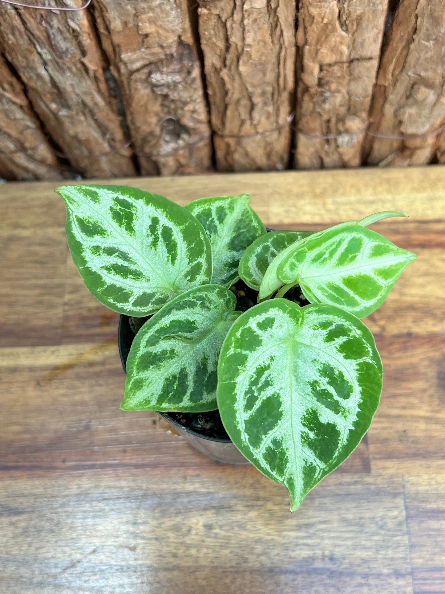 Anthurium Silver Blush - Double Headed C42