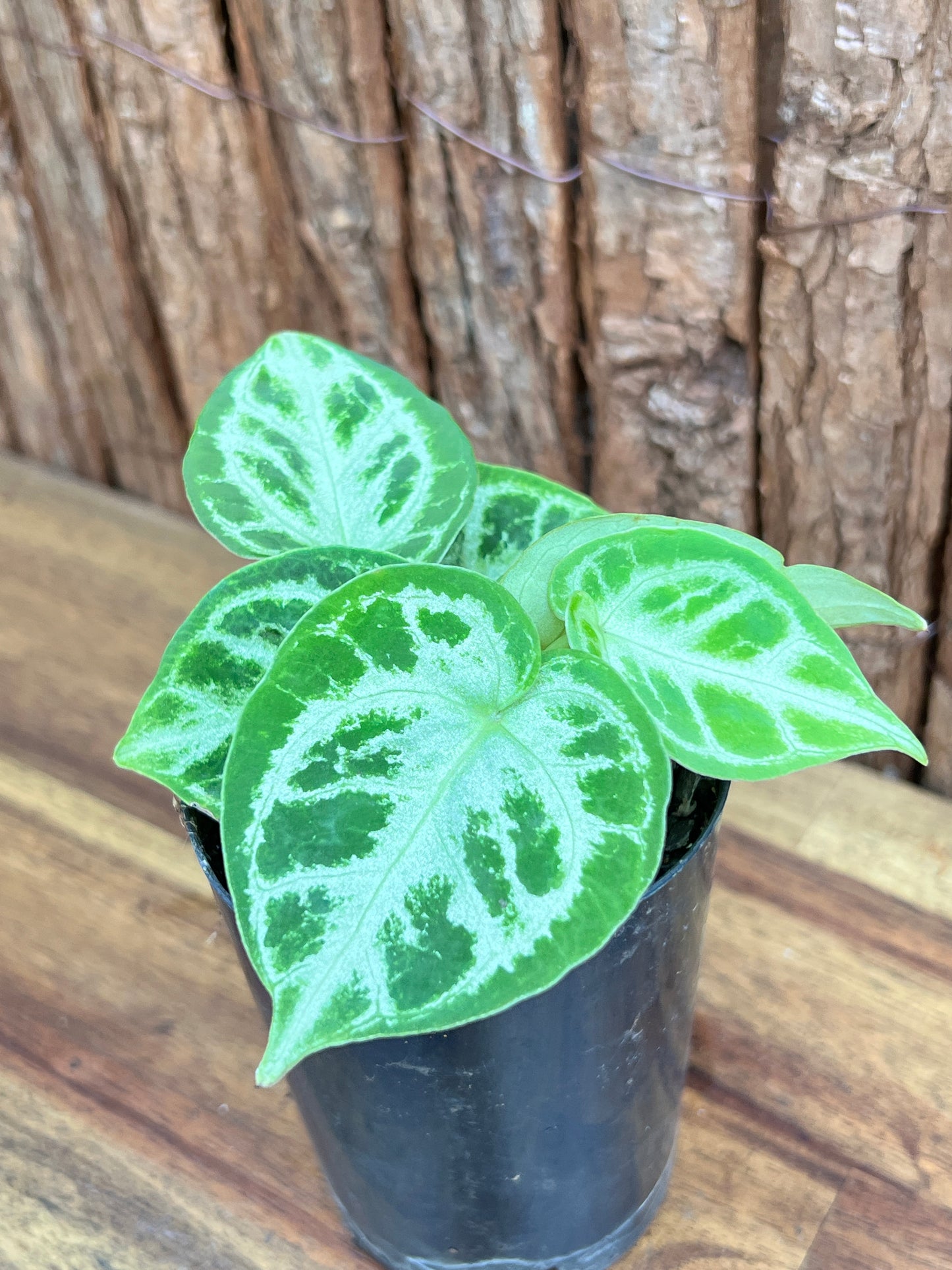 Anthurium Silver Blush - Double Headed C42