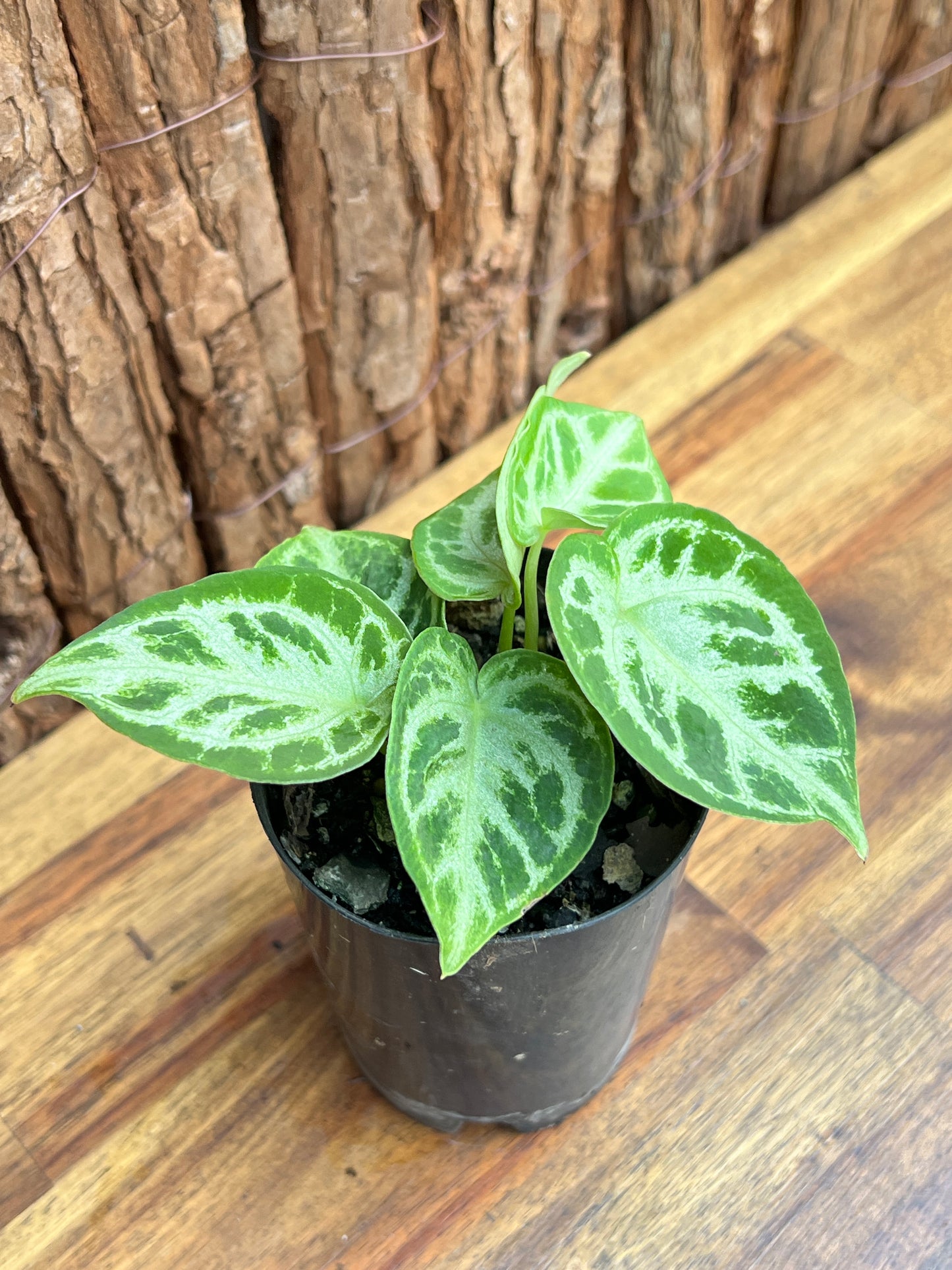 Anthurium Silver Blush - Double Headed C42