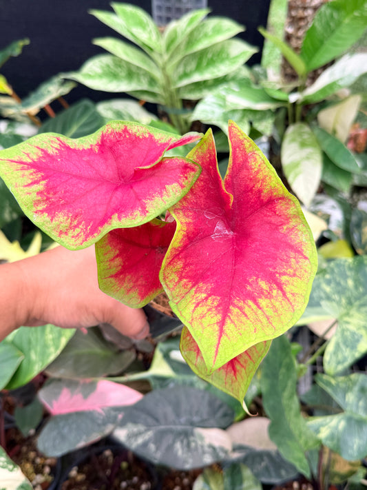 Caladium 'Brilliant' Q9