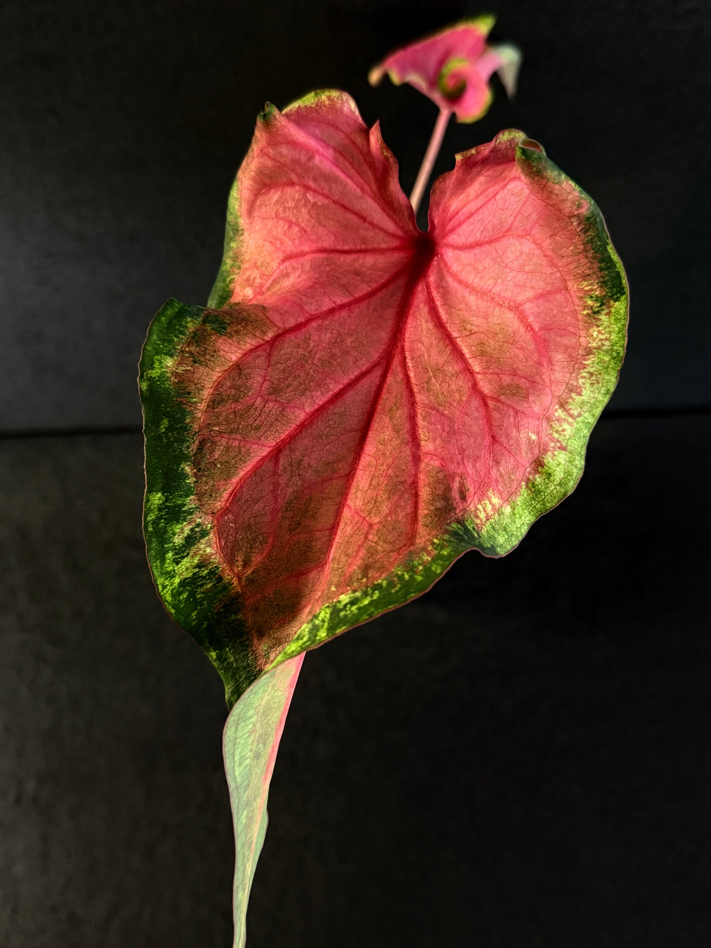 Caladium Hybrid E77