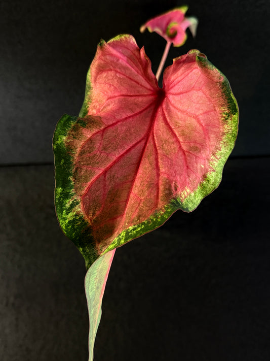 Caladium Hybrid E77
