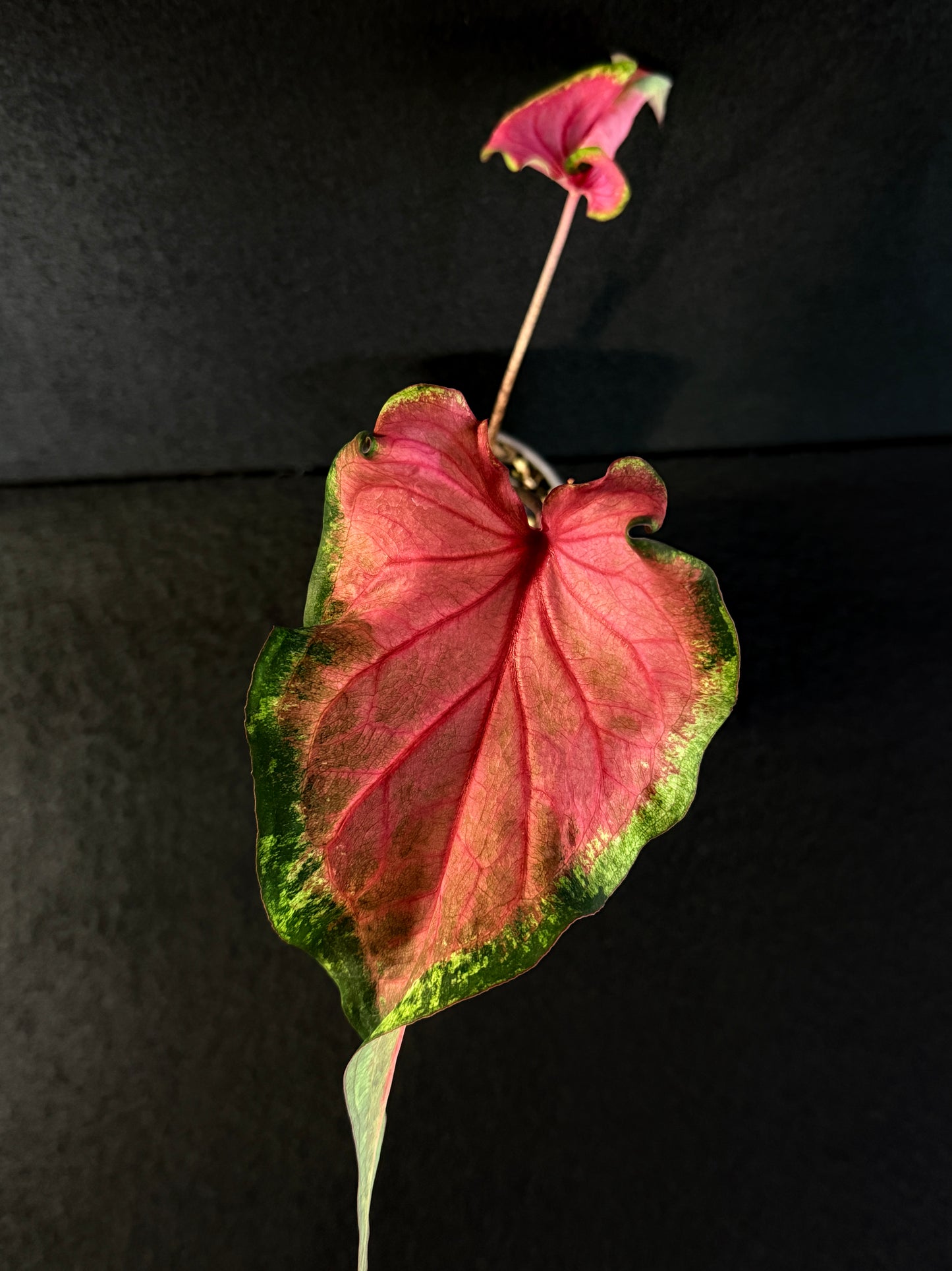 Caladium Hybrid E77