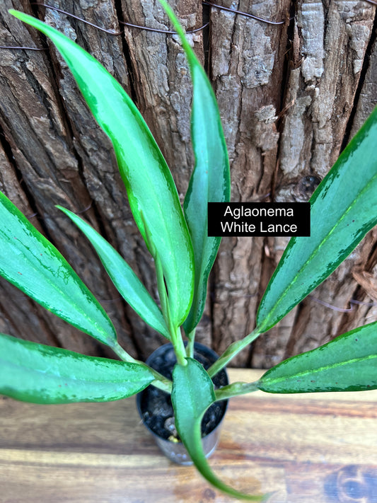 Aglaonema White Lance C44