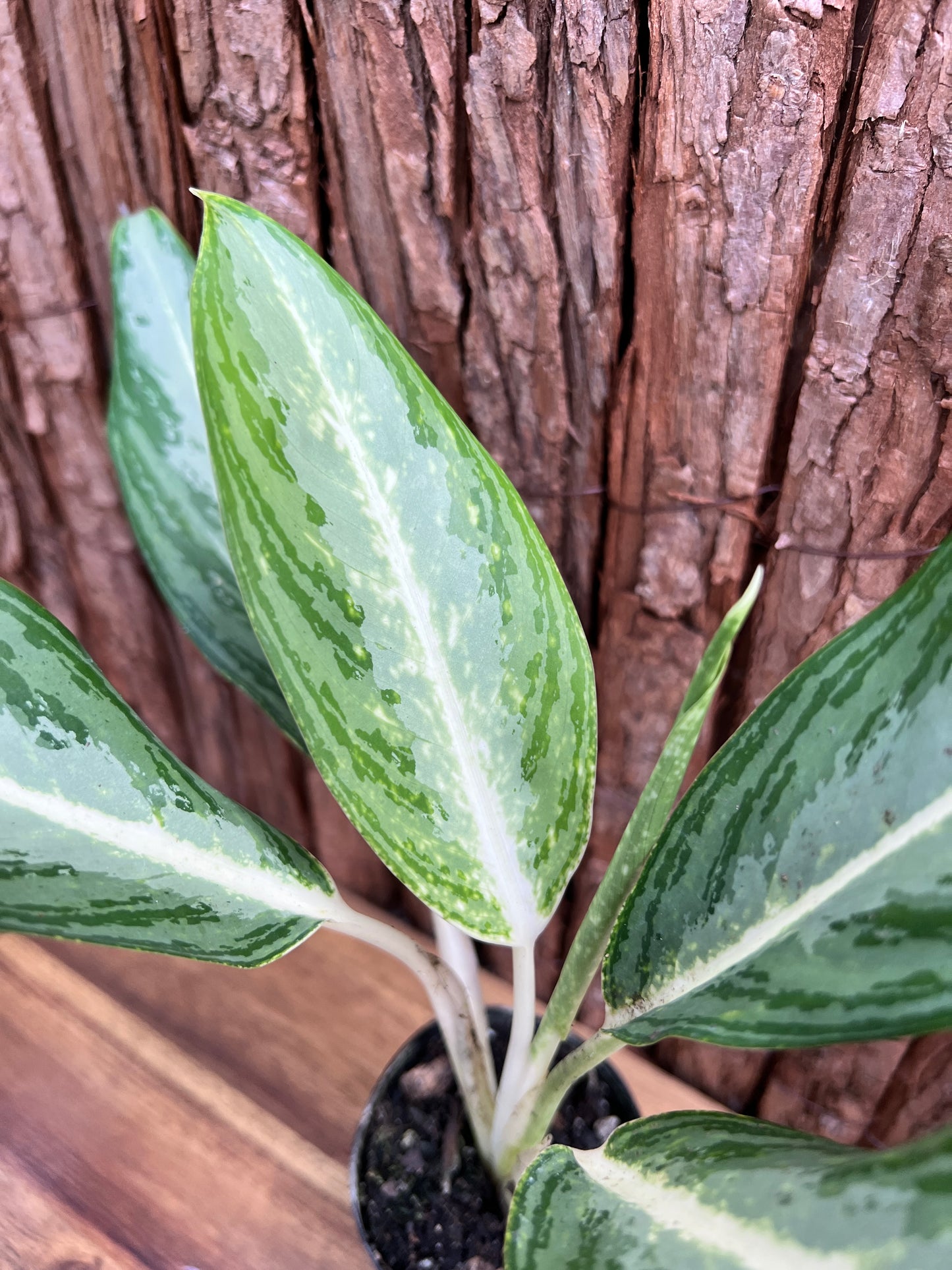 Aglaonema White Rain C45