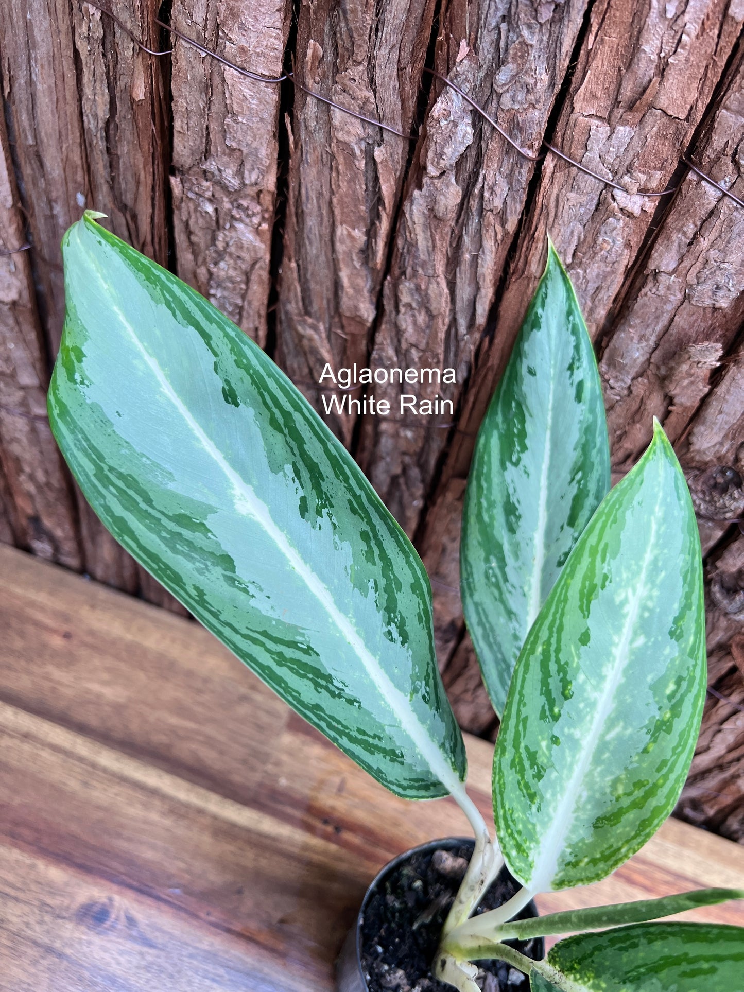 Aglaonema White Rain C45